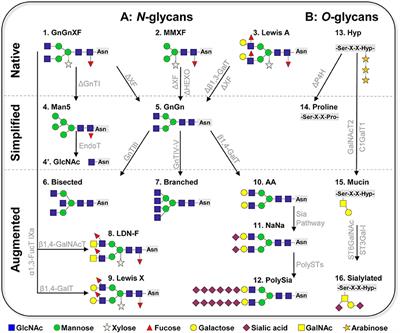 Advanced Plant-Based Glycan Engineering
